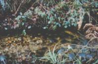 Fray�re de truites