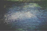 Fray�re de truites