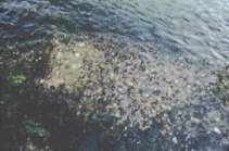 Fray�re de truites