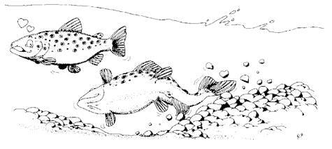 Fray�re de truites